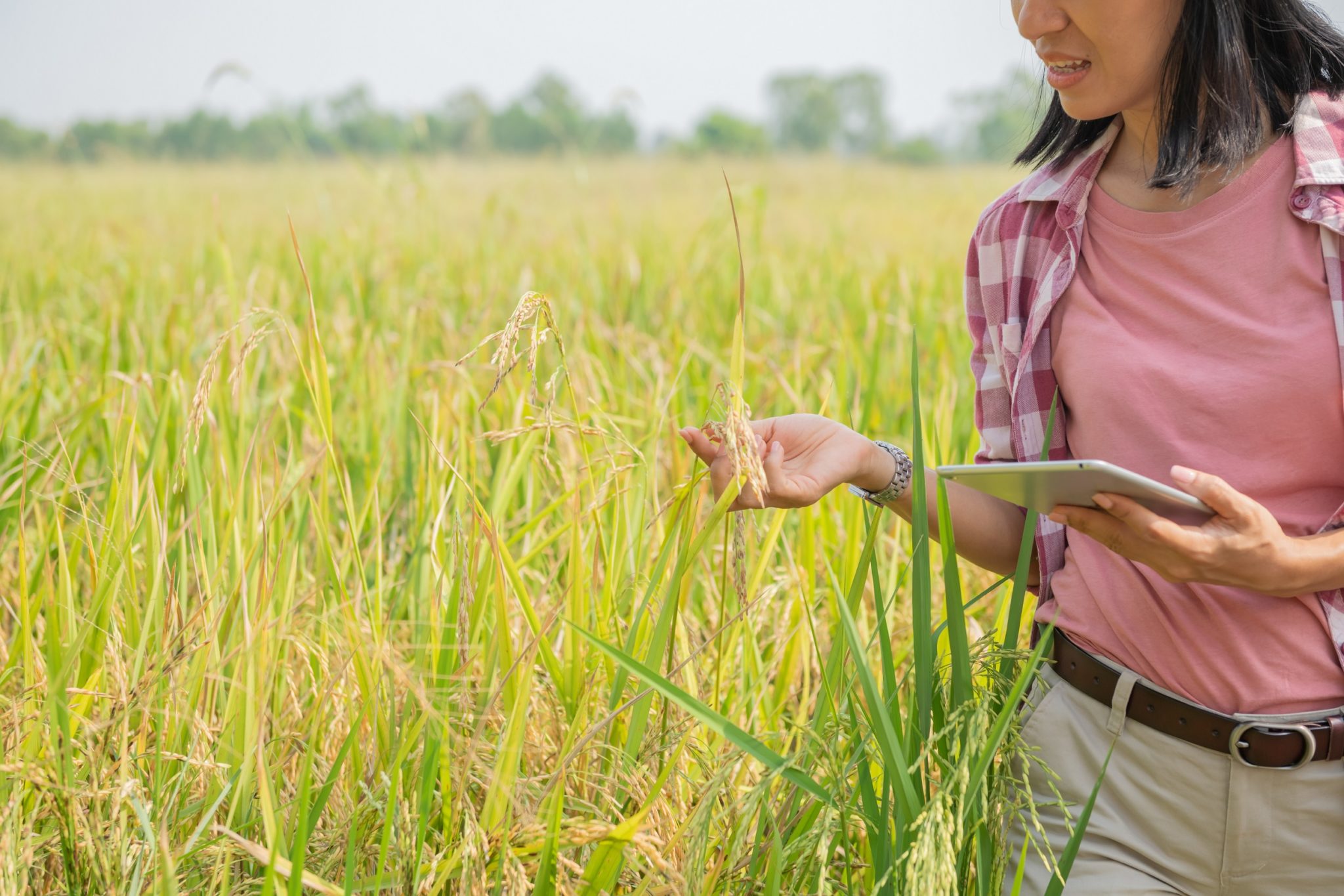 SHERPA Green farming can lead to higher environmental benefits - SHERPA